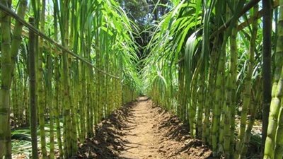 همام: إيران والسودان سبقتا مصر في إنتاج السكر من القصب