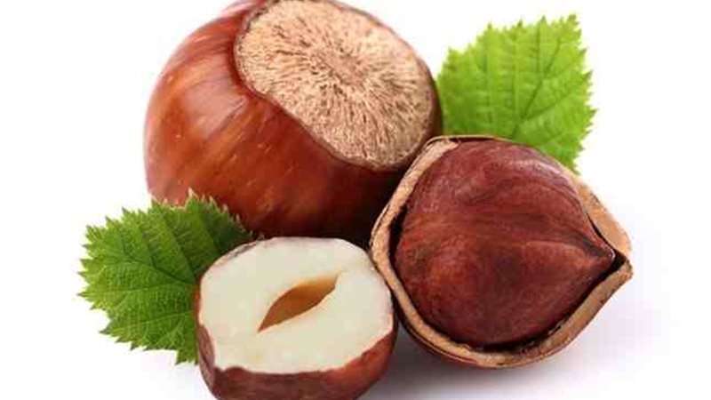 البندق الأسترالي