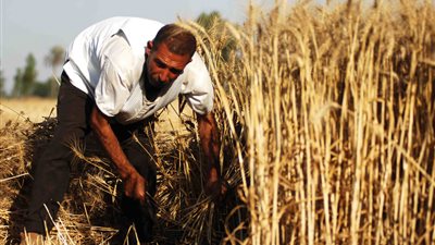 انتهاء الحصر الشتوي.. وزراعة 4 آلاف فدان قمح بباريس في الوادي الجديد