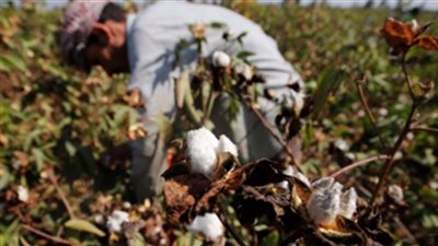 زراعة 1000 فدان قطن زيادة خلال عام بدمياط