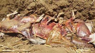 ضبط شخصين يذبحان الحمير لبيع جلودها للتجار في الشرقية