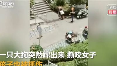 لحظة هجوم كلب على امرأة (فيديو)