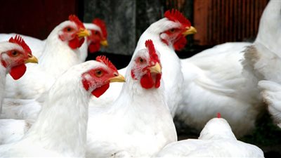 «الثروة الداجنة»: ارتفاع أسعار البيض بعد زيادة الأعلاف