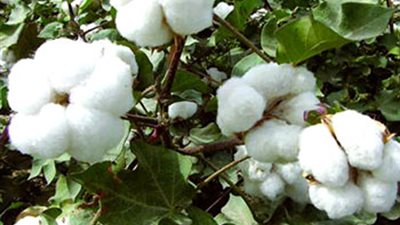 «زراعة البرلمان» توصى بإعادة النظر في أسعار القطن
