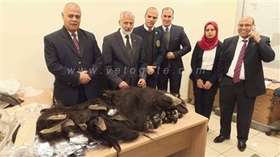 جمارك المطار تضبط محاولة تهريب كمية من بواريك وخصل الشعر الطبيعي | صور