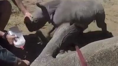 صغير وحيد القرن يحمي والدته من الأطباء البيطريين (فيديو)