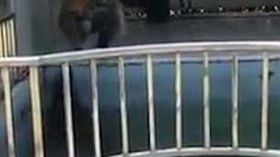 كلب بحر يتعرض للضرب على يد حارسه (فيديو وصور)