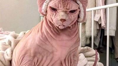 قط يجذب آلاف المتابعين ببشرته المجعدة (صور)