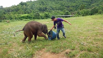 فيل يلهو بطريقة طريفة مع حارسه (فيديو وصور)