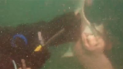 غواص ينقذ سمكة الراي اللاسع من شباك صيد (فيديو)