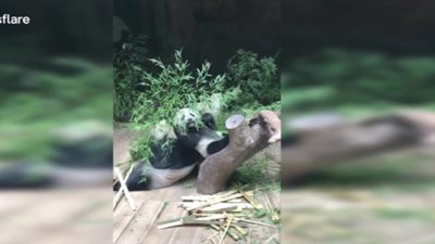 رد فعل باندا سقطت من أعلى شجرة (فيديو)