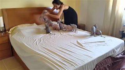 بالفيديو.. قطط تساعد أصحابها في ترتيب السرير