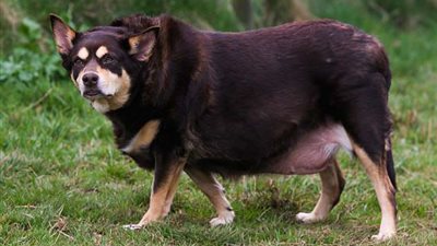 أسمن كلب في بريطانيا يخسر ١٧ كيلو من وزنه (صور)