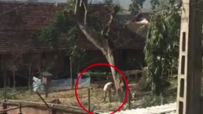 رجل يتسبب في تحطم منزله بسبب شجرة (فيديو)