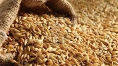 توقعات بهبوط أسعار القمح عالميا حتى ديسمبر