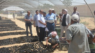 تعليم الوادي الجديد: خطة لزراعة 500 ألف شجرة مورينجا (صور)