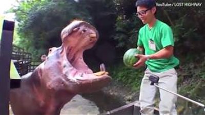 بالفيديو والصور.. فرس نهر يتناول بطيخة في قضمة واحدة