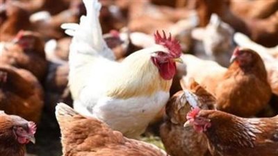 الثروة الداجنة: ارتفاع الحرارة يتطلب تحويل المزارع لنظام 