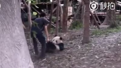 بالفيديو والصور.. باندا ترفض العودة إلى منزلها