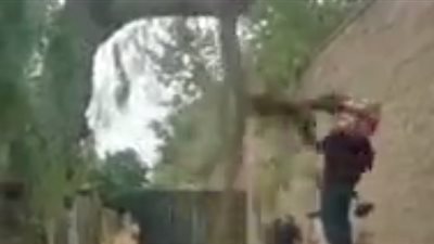 رجل قطع شجرة فتلقى عقابا قاسيا منها (فيديو)