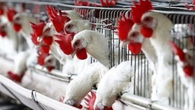 كيلو الدواجن البيضاء يستقر عند 30 جنيها وتراجع كرتونة البيض 4 جنيهات