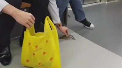 بالفيديو.. لحظة هروب إستاكوزا من كيس بلاستيك داخل المترو