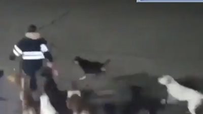 11 كلبا يهاجمون امرأة ويمزقون جسدها حتى الموت (فيديو)