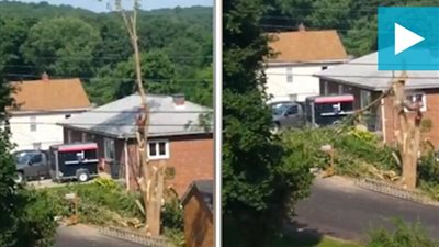 بالفيديو.. رجل يسقط بقوة من أعلى شجرة