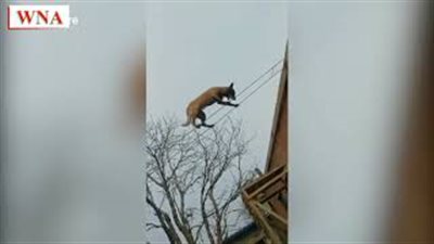 كلب يستعرض موهبته في المشي على الحبال (فيديو)