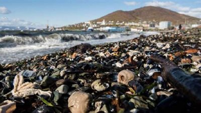 طحالب سامة تتسبب في نفوق حيوانات بحرية في روسيا