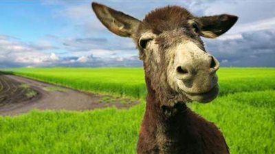 حجز حمار في قرية مغربية يثير السخرية والأمن يبحث القضية