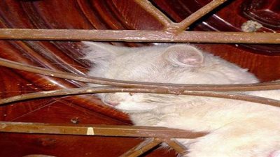 الحماية المدنية تنقذ 