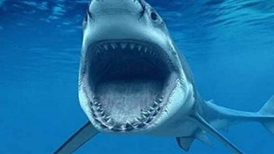 سمكة قرش تهاجم  ثلاثة أفراد في منطقة رأس محمد بجنوب سيناء