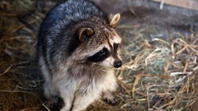 حيوانات الراكون تدخل مبنى بنك في الولايات المتحدة