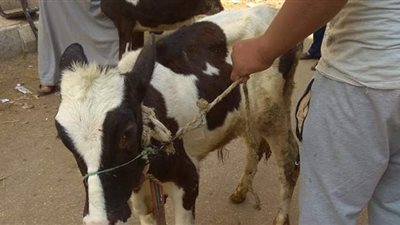 علاج ٢١٠٠ رأس ماشية في القوافل البيطرية المجانية بالدقهلية