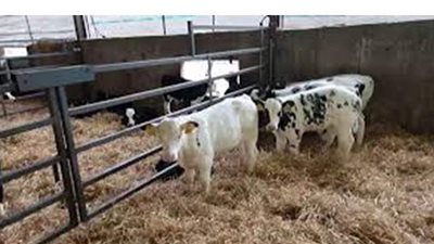 طرق الإفادة  من مشاريع وزارة الزراعة لتوفير فرص عمل وزيادة الدخل| فيديو