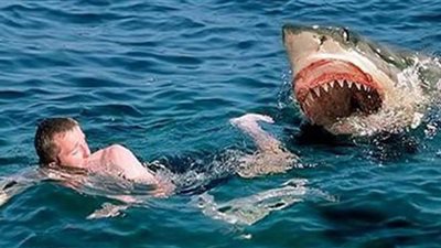 البيئة:  أسماك القرش موجودة في كل السواحل المصرية ومنها أنواع تهاجم البشر