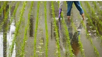 بعد إنهاء موسم الحصاد.. غرامات فورية على 286 مخالفا في الشرقية