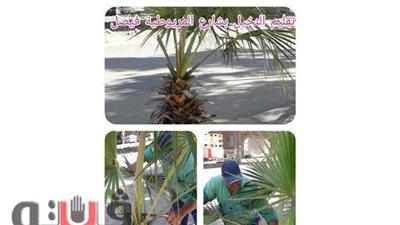 تركيب كاميرات مراقبة وتقليم النخيل بالمريوطية.. أبرز جهود حي الهرم | صور