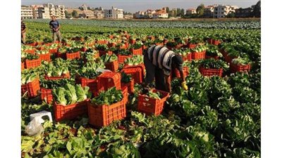 تعرف على مقترحات تخفيف  تداعيات أزمة كورونا على العاملين بالقطاع الزراعى