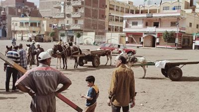 علاج وتحصين 960 رأس ماشية وخيول في قافلة بيطرية مجانية بالدقهلية