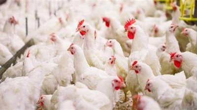 بورصة الدواجن الرئيسية  2020/10/29