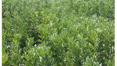 الزراعة تدشن 10 حقول إرشادية للفول البلدي بالوادي الجديد