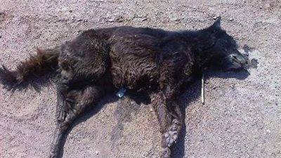 بيطري الوادي الجديد يشن حملة لإعدام الحيوانات الضالة