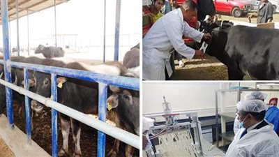 تعرف على تطورات المشروع القومي للبتلو تنفيذا لتكليفات الرئيس