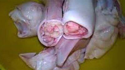 النيابة تأمر بإرسال عينة من 2.5 طن كوارع فاسدة للطب البيطري في السيدة زينب