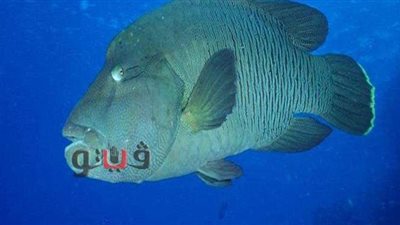 خطر الانقراض يهدد الكائنات البحرية.. الصيد الجائر يفتك بأسماك نيمو ونابليون.. عروس البحر لا يتعدى العشرين