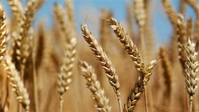الوادى الجديد تطرح 6 أصناف من تقاوى القمح عالية الجودة للمزارعين