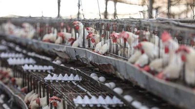 تعرف على أسباب التراجع الكبير في أسعار الدواجن.. وكرتونة البيض تفقد ٤ جنيهات