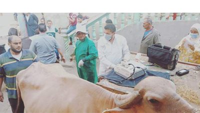 الزراعة: 7 قوافل بيطرية مجانية لفحص وعلاج المواشي والتلقيح الاصطناعى في محافظة الدقهلية